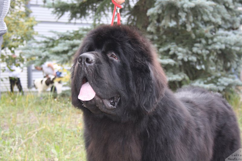 Фотография № 164739