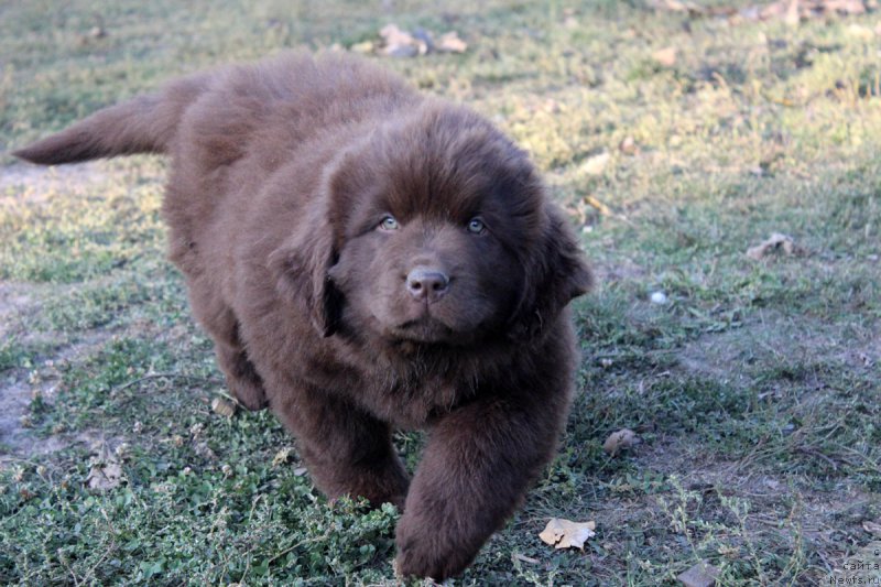 Фото: ньюфаундленд Brownblood MSK Happy Teddy (Браунблад МСК Хэппи Тедди)