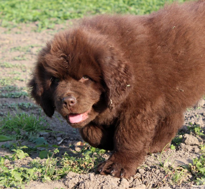 Фото: ньюфаундленд Brownblood MSK Happy Teddy (Браунблад МСК Хэппи Тедди)