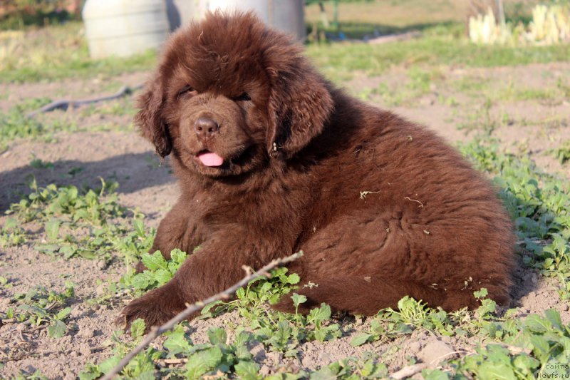 Фото: ньюфаундленд Brownblood MSK Happy Teddy (Браунблад МСК Хэппи Тедди)