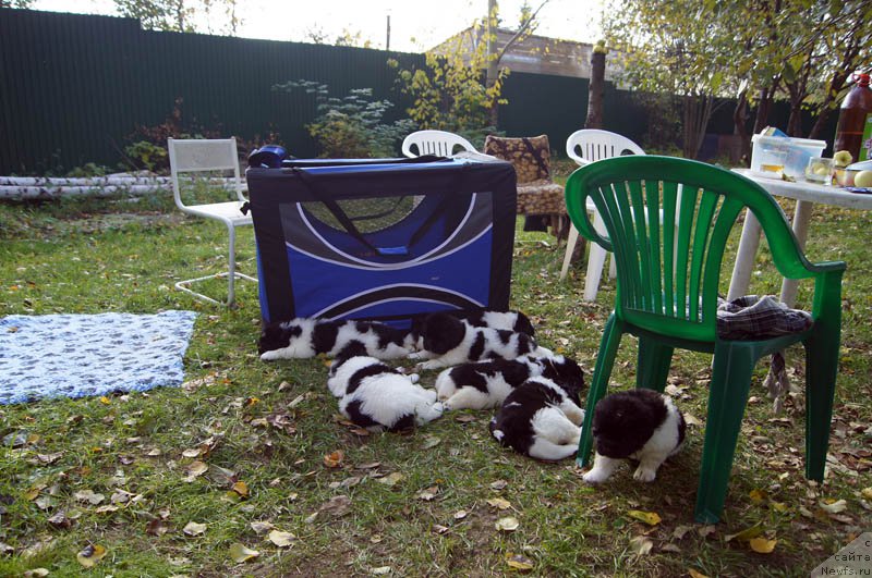 Фото: ньюфаундленд Super Bizon Maybah (Супер Бизон Майбах), ньюфаундленд Super Bizon Maestro (Супер Бизон Маэстро), ньюфаундленд Super Bizon Miroslava (Супер Бизон Мирослава), ньюфаундленд Super Bizon Malina (Супер Бизон Малина), ньюфаундленд Super Bizon Matil'da (Супер Бизон Матильда), ньюфаундленд Super Bizon Mursielaga (Супер Бизон Мурсиелага), ньюфаундленд Super Bizon Melodiya (Супер Бизон Мелодия)