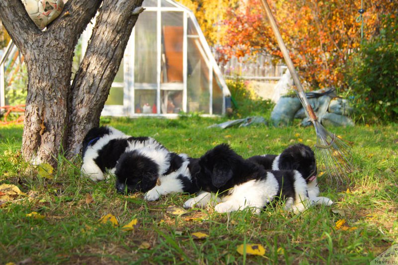 Фото: ньюфаундленд Super Bizon Maybah (Супер Бизон Майбах), ньюфаундленд Super Bizon Maestro (Супер Бизон Маэстро), ньюфаундленд Super Bizon Miroslava (Супер Бизон Мирослава), ньюфаундленд Super Bizon Malina (Супер Бизон Малина), ньюфаундленд Super Bizon Matil'da (Супер Бизон Матильда), ньюфаундленд Super Bizon Mursielaga (Супер Бизон Мурсиелага), ньюфаундленд Super Bizon Melodiya (Супер Бизон Мелодия)