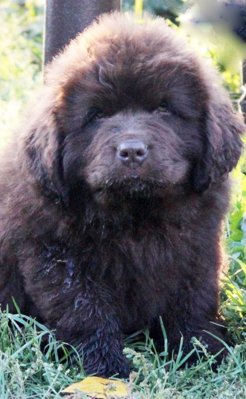 Фотография № 164756