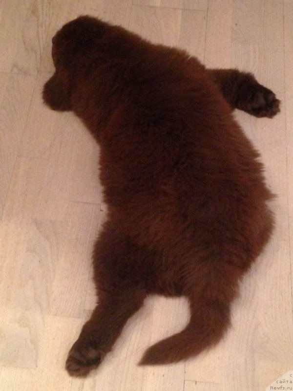 Фото: ньюфаундленд Brownblood MSK Happy Teddy (Браунблад МСК Хэппи Тедди)