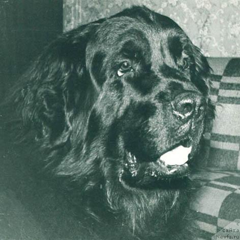 Фото: ньюфаундленд Yorg (Йорг)