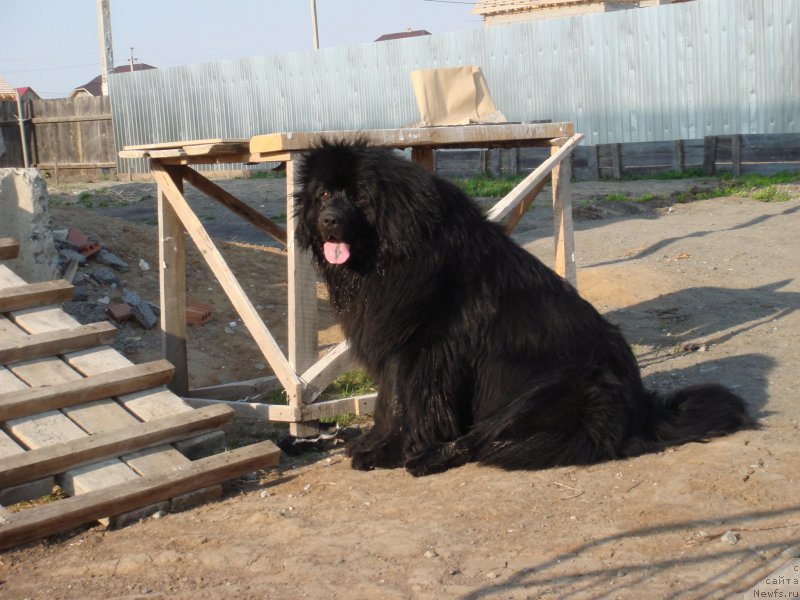 Фото: ньюфаундленд N'yufort Liya Obayatel'naya Kroshka (Ньюфорт Лия Обаятельная Крошка)