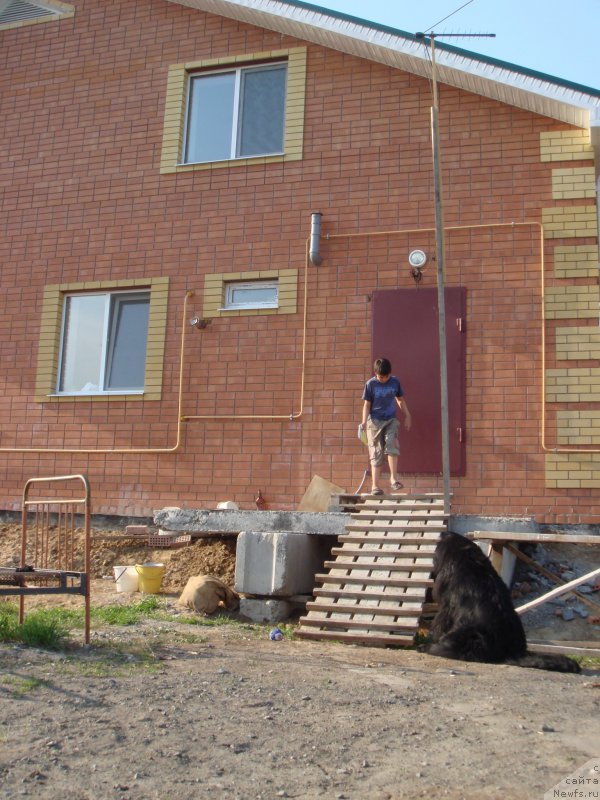 Фото: ньюфаундленд N'yufort Liya Obayatel'naya Kroshka (Ньюфорт Лия Обаятельная Крошка)