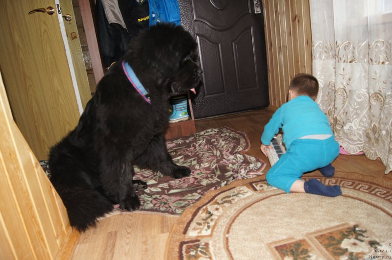 Фото: ньюфаундленд Beguschaya po Volnam Foget Mi Not (Бегущая по Волнам Фогет Ми Нот)