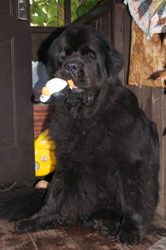 Фото: ньюфаундленд Beguschaya po Volnam Foget Mi Not (Бегущая по Волнам Фогет Ми Нот)