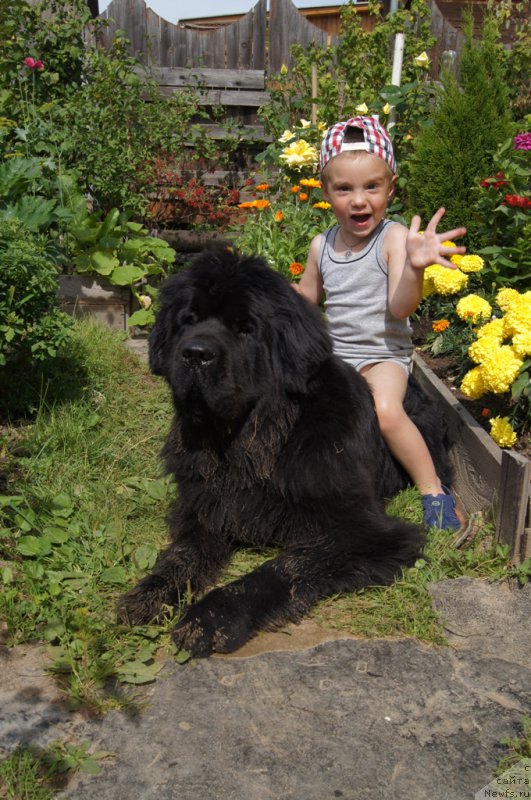 Фото: ньюфаундленд Beguschaya po Volnam Foget Mi Not (Бегущая по Волнам Фогет Ми Нот)