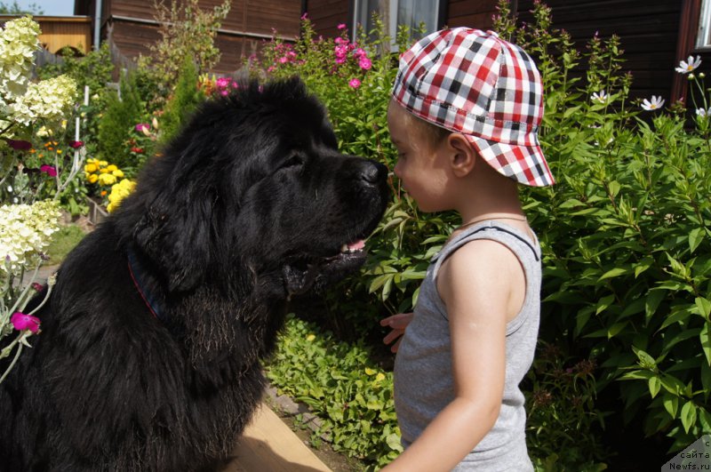 Фото: ньюфаундленд Beguschaya po Volnam Foget Mi Not (Бегущая по Волнам Фогет Ми Нот)