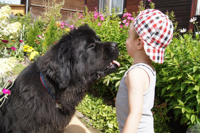 Фото: ньюфаундленд Beguschaya po Volnam Foget Mi Not (Бегущая по Волнам Фогет Ми Нот)