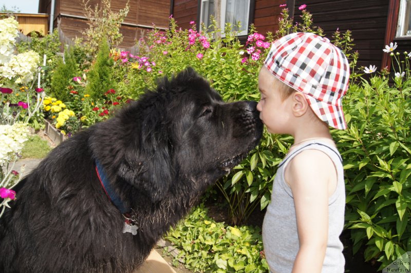 Фото: ньюфаундленд Beguschaya po Volnam Foget Mi Not (Бегущая по Волнам Фогет Ми Нот)