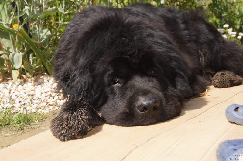 Фото: ньюфаундленд Beguschaya po Volnam Foget Mi Not (Бегущая по Волнам Фогет Ми Нот)