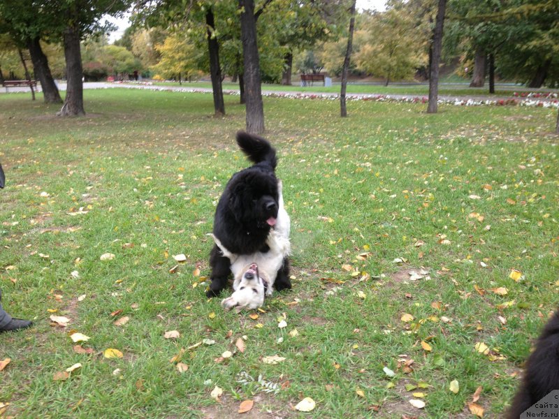 Фото: ньюфаундленд Beguschaya po Volnam Foget Mi Not (Бегущая по Волнам Фогет Ми Нот), 