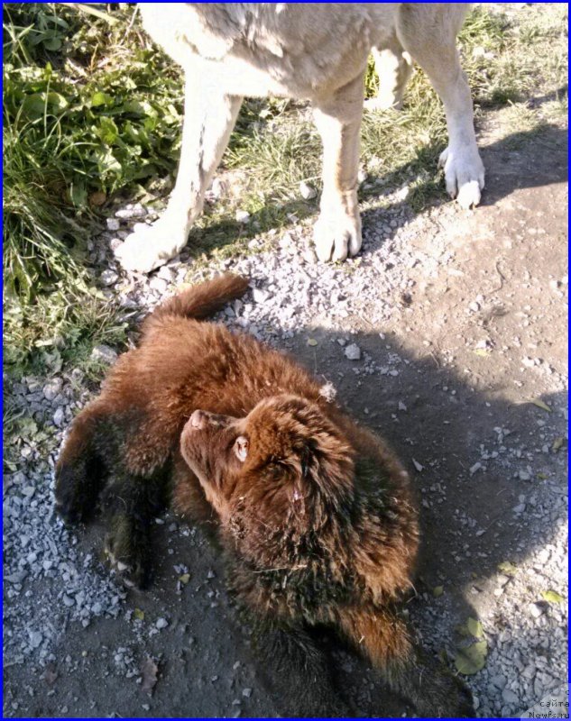 Фото: ньюфаундленд Brownblood MSK Hakim Gold Haydar (Браунблад МСК Хаким Голд Хайдар), Франко