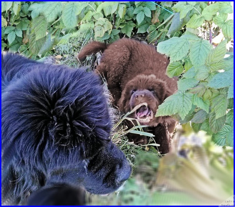 Фото: ньюфаундленд Brownblood MSK Hakim Gold Haydar (Браунблад МСК Хаким Голд Хайдар), ньюфаундленд N'yufort Taym's Gold Aleksa (Ньюфорт Тайм'с Голд Алекса)