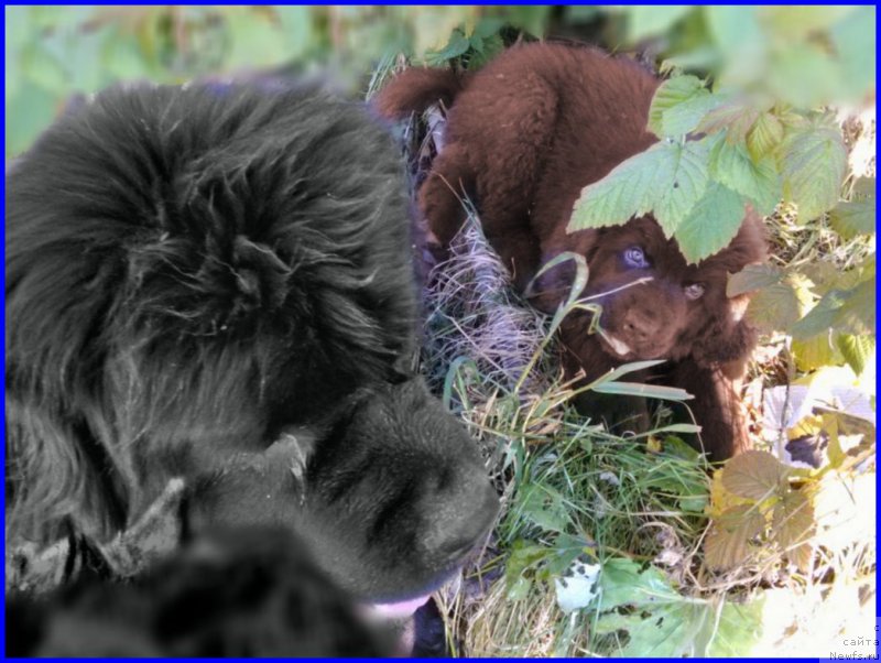 Фото: ньюфаундленд Brownblood MSK Hakim Gold Haydar (Браунблад МСК Хаким Голд Хайдар), ньюфаундленд N'yufort Taym's Gold Aleksa (Ньюфорт Тайм'с Голд Алекса)