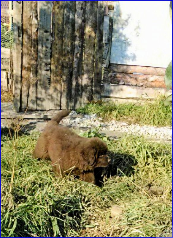 Фото: ньюфаундленд Brownblood MSK Hakim Gold Haydar (Браунблад МСК Хаким Голд Хайдар)