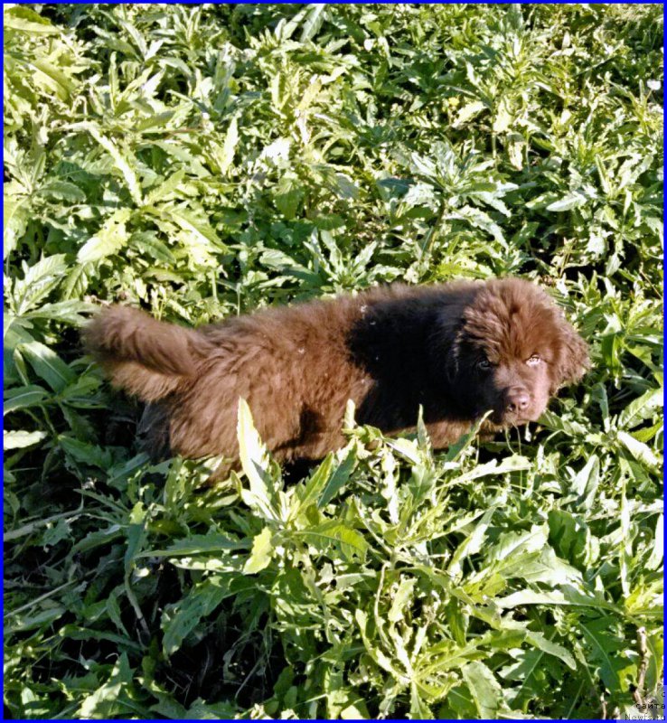 Фото: ньюфаундленд Brownblood MSK Hakim Gold Haydar (Браунблад МСК Хаким Голд Хайдар)