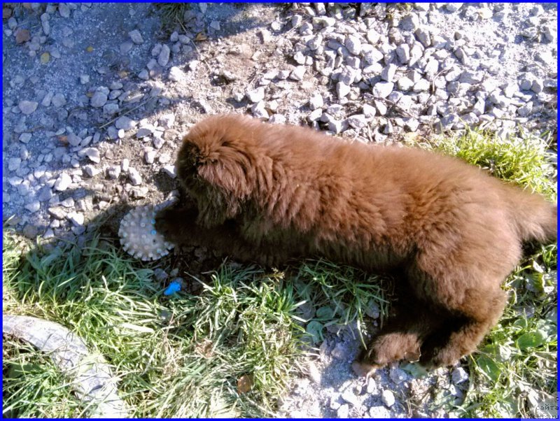 Фото: ньюфаундленд Brownblood MSK Hakim Gold Haydar (Браунблад МСК Хаким Голд Хайдар)