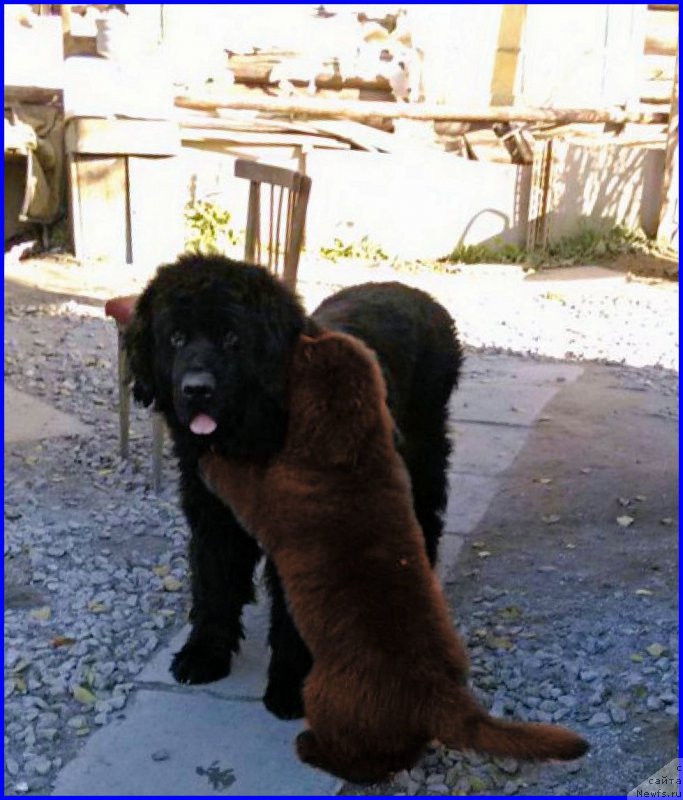 Фото: ньюфаундленд Brownblood MSK Hakim Gold Haydar (Браунблад МСК Хаким Голд Хайдар)
