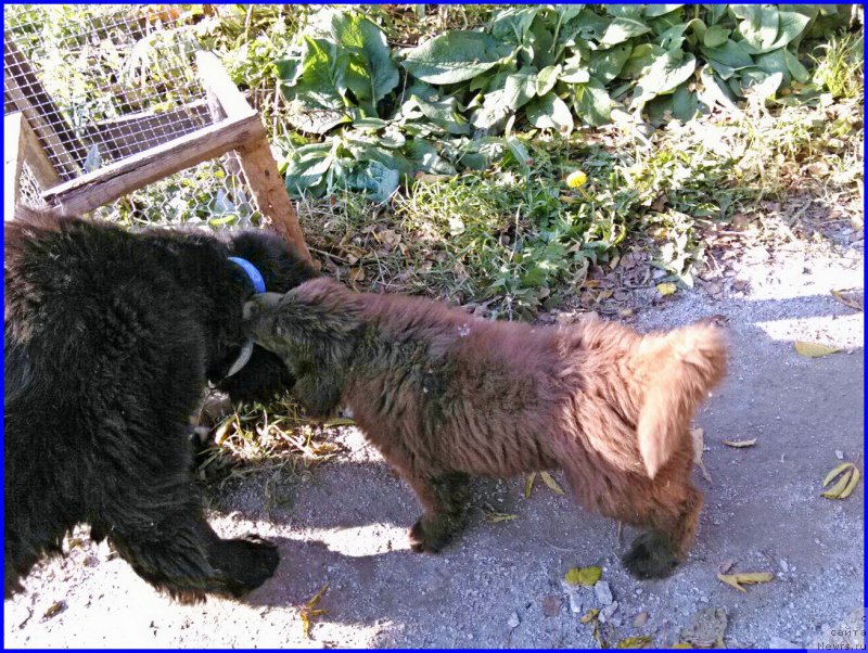 Фото: ньюфаундленд Brownblood MSK Hakim Gold Haydar (Браунблад МСК Хаким Голд Хайдар), ньюфаундленд N'yufort Lapochka Dochka (Ньюфорт Лапочка Дочка)