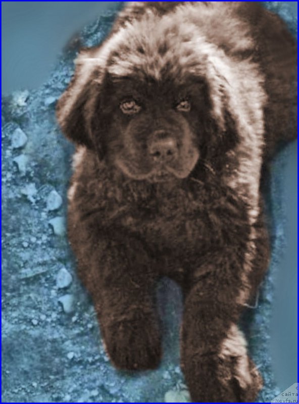 Фото: ньюфаундленд Brownblood MSK Hakim Gold Haydar (Браунблад МСК Хаким Голд Хайдар)