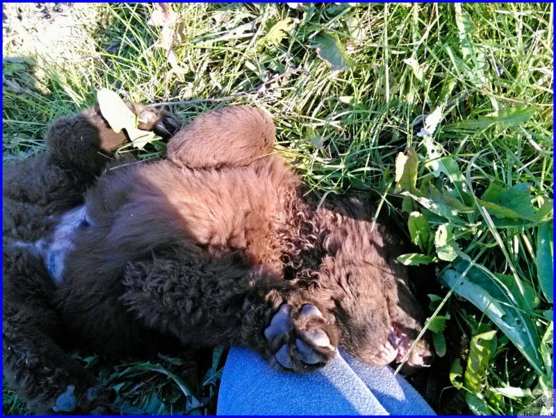 Фото: ньюфаундленд Brownblood MSK Hakim Gold Haydar (Браунблад МСК Хаким Голд Хайдар)