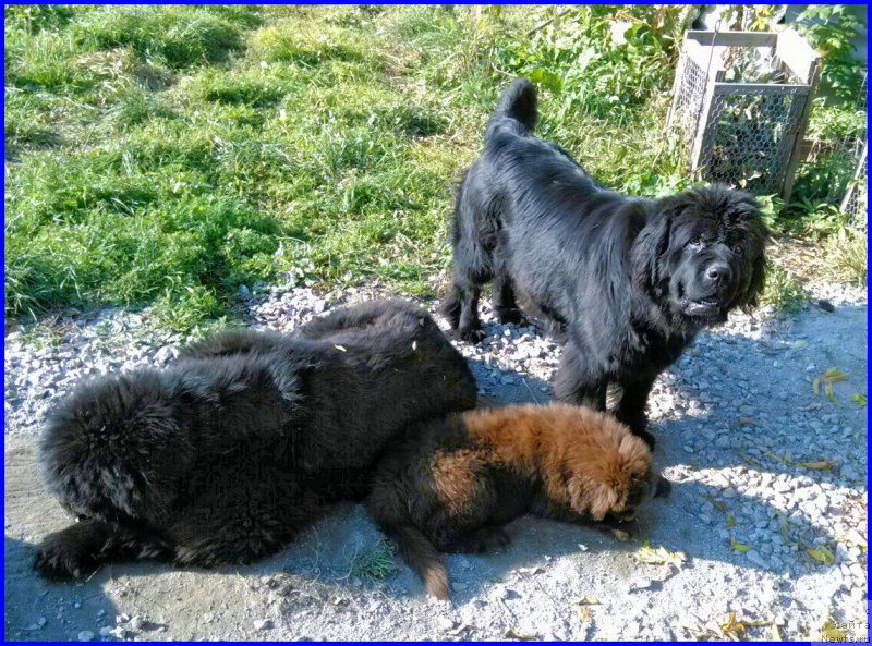 Фото: ньюфаундленд Brownblood MSK Hakim Gold Haydar (Браунблад МСК Хаким Голд Хайдар), ньюфаундленд N'yufort Lapochka Dochka (Ньюфорт Лапочка Дочка), ньюфаундленд N'yufort Taym's Gold Aleksa (Ньюфорт Тайм'с Голд Алекса)