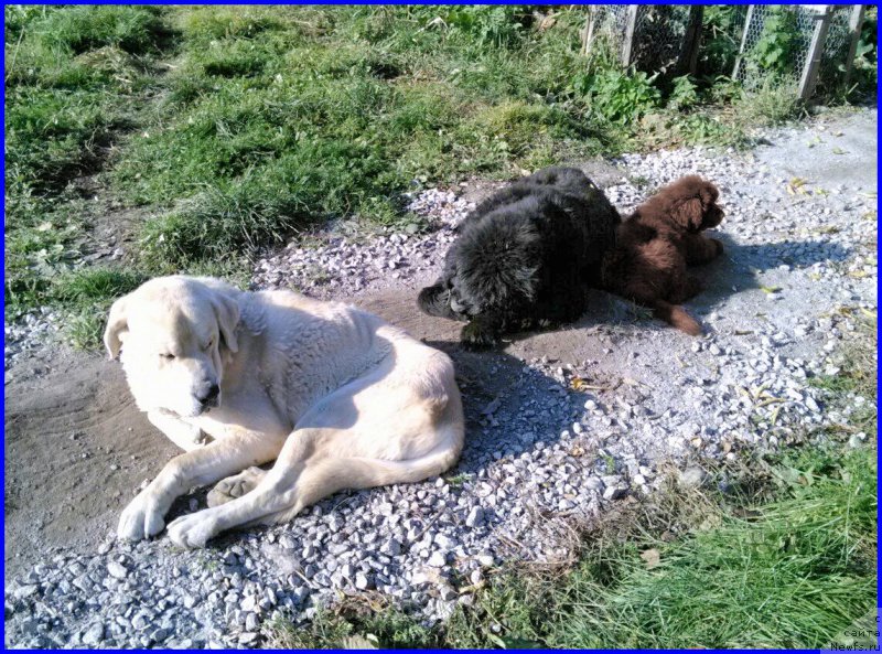 Фото: ньюфаундленд Brownblood MSK Hakim Gold Haydar (Браунблад МСК Хаким Голд Хайдар), ньюфаундленд N'yufort Lapochka Dochka (Ньюфорт Лапочка Дочка), Lena Zyirina (Лена Зырина), Франко