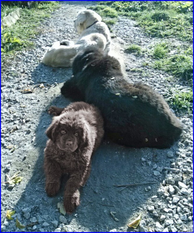 Фото: ньюфаундленд Brownblood MSK Hakim Gold Haydar (Браунблад МСК Хаким Голд Хайдар), ньюфаундленд N'yufort Lapochka Dochka (Ньюфорт Лапочка Дочка), Франко