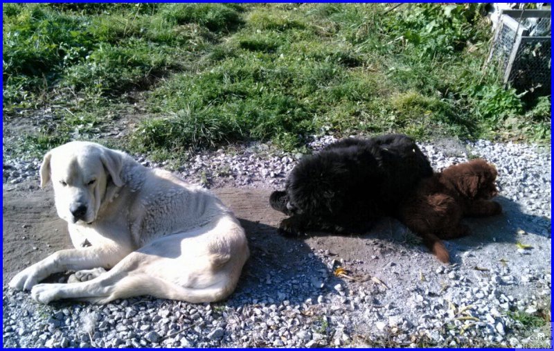 Фото: ньюфаундленд Brownblood MSK Hakim Gold Haydar (Браунблад МСК Хаким Голд Хайдар), ньюфаундленд N'yufort Lapochka Dochka (Ньюфорт Лапочка Дочка), Lena Zyirina (Лена Зырина), Франко