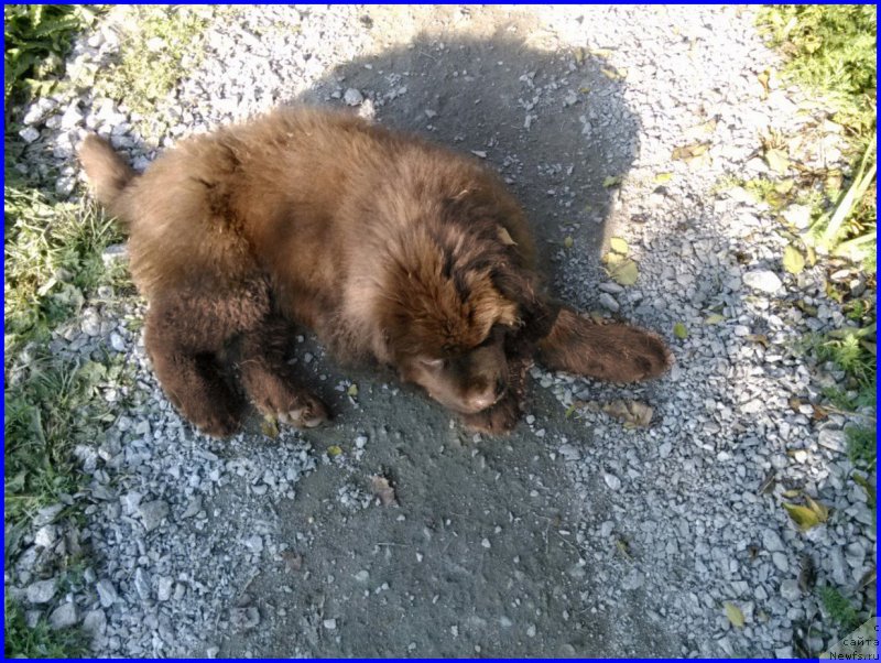 Фото: ньюфаундленд Brownblood MSK Hakim Gold Haydar (Браунблад МСК Хаким Голд Хайдар)