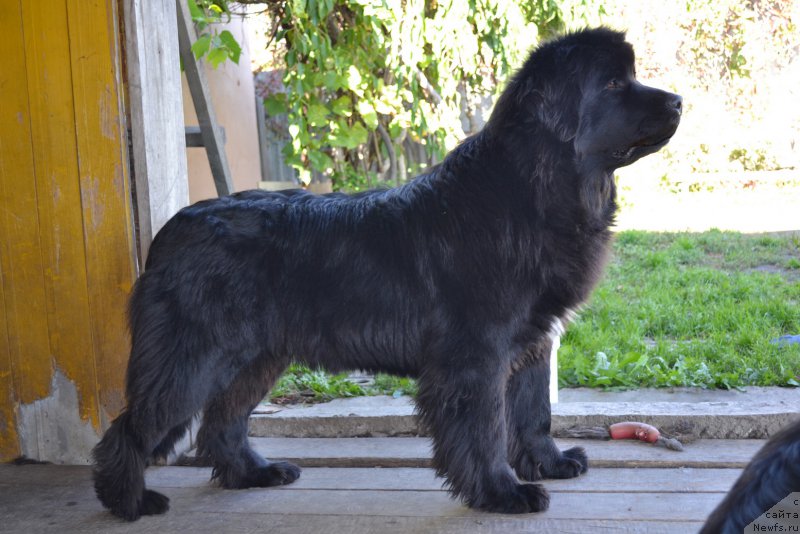 Фото: ньюфаундленд Talisman Morya Mishel' (Талисман Моря Мишель)