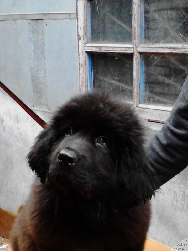 Фотография № 164984