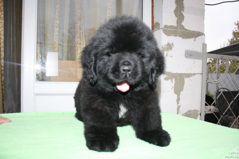 Фото: щенки питомника Черный Шарм 