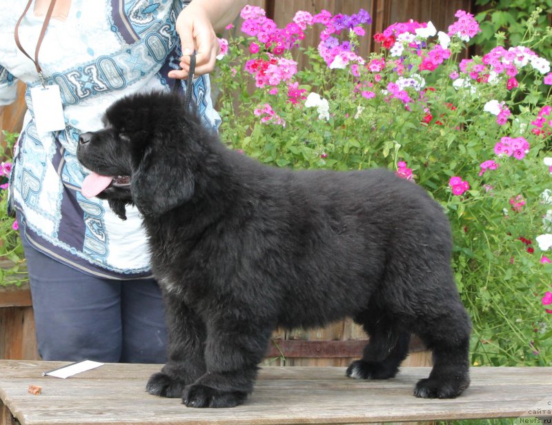 Фото: ньюфаундленд Akvatoriya Kelvin Amitis in Blyek (Акватория Келвин Амитис ин Блэк)