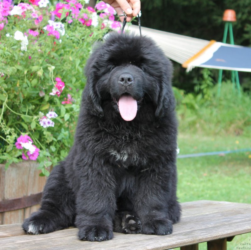 Фото: ньюфаундленд Akvatoriya Kelvin Amitis in Blyek (Акватория Келвин Амитис ин Блэк)