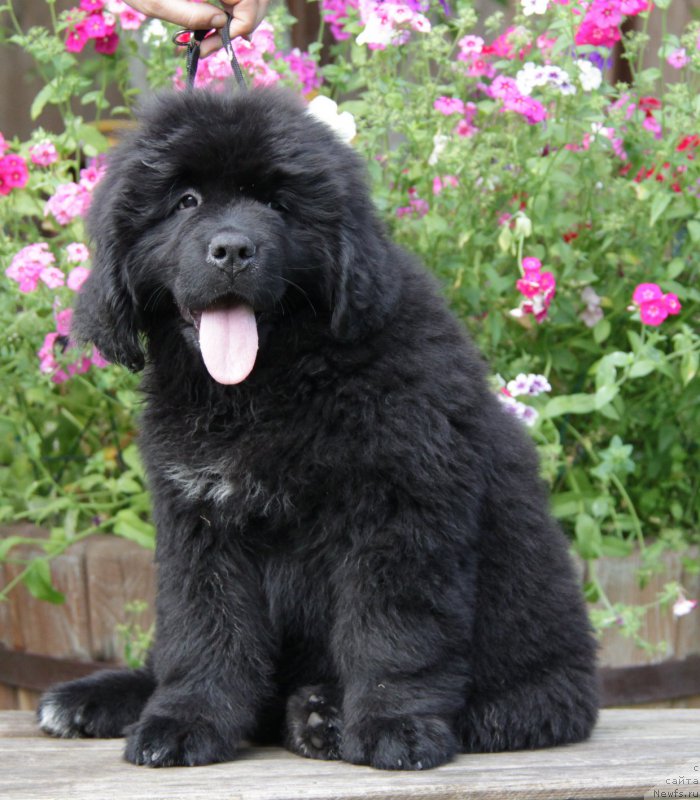 Фото: ньюфаундленд Akvatoriya Kelvin Amitis in Blyek (Акватория Келвин Амитис ин Блэк)