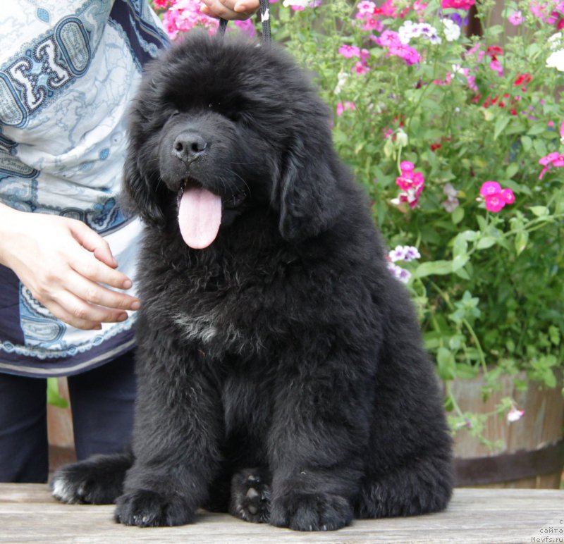 Фото: ньюфаундленд Akvatoriya Kelvin Amitis in Blyek (Акватория Келвин Амитис ин Блэк)