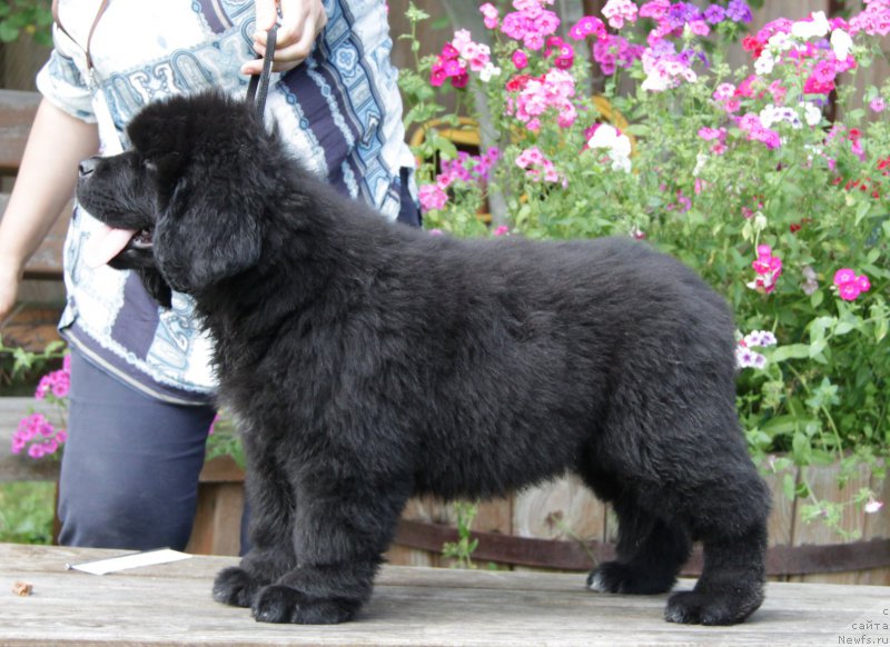 Фото: ньюфаундленд Akvatoriya Kelvin Amitis in Blyek (Акватория Келвин Амитис ин Блэк)