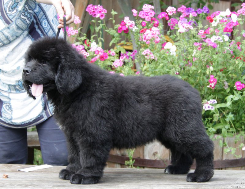 Фото: ньюфаундленд Akvatoriya Kelvin Amitis in Blyek (Акватория Келвин Амитис ин Блэк)