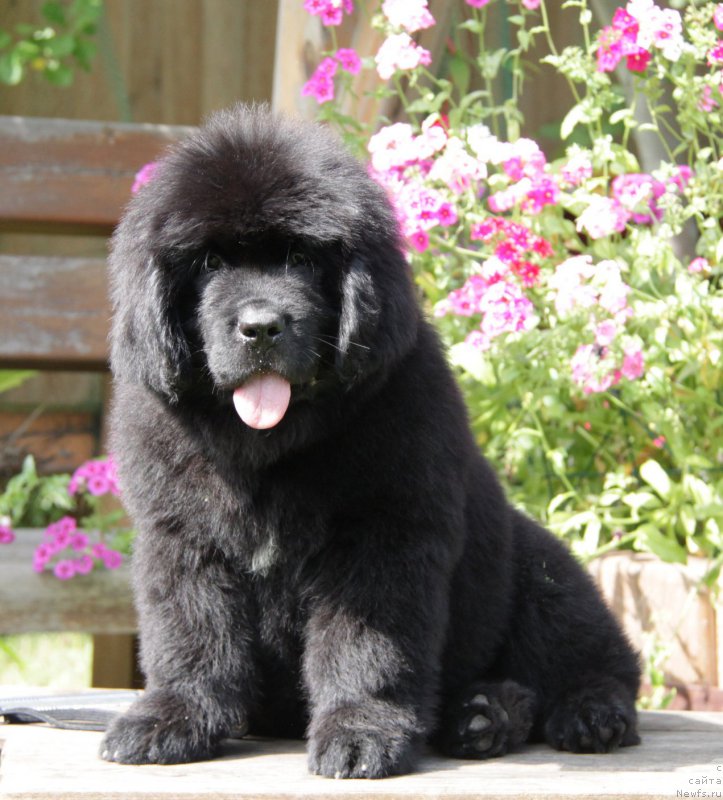 Фото: ньюфаундленд Akvatoriya Kelvin Amazing Vyeyv (Акватория Келвин Амазинг Вэйв)