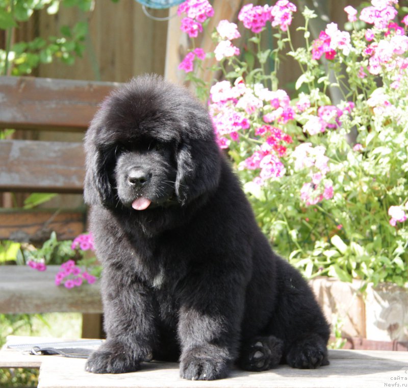 Фото: ньюфаундленд Akvatoriya Kelvin Amazing Vyeyv (Акватория Келвин Амазинг Вэйв)