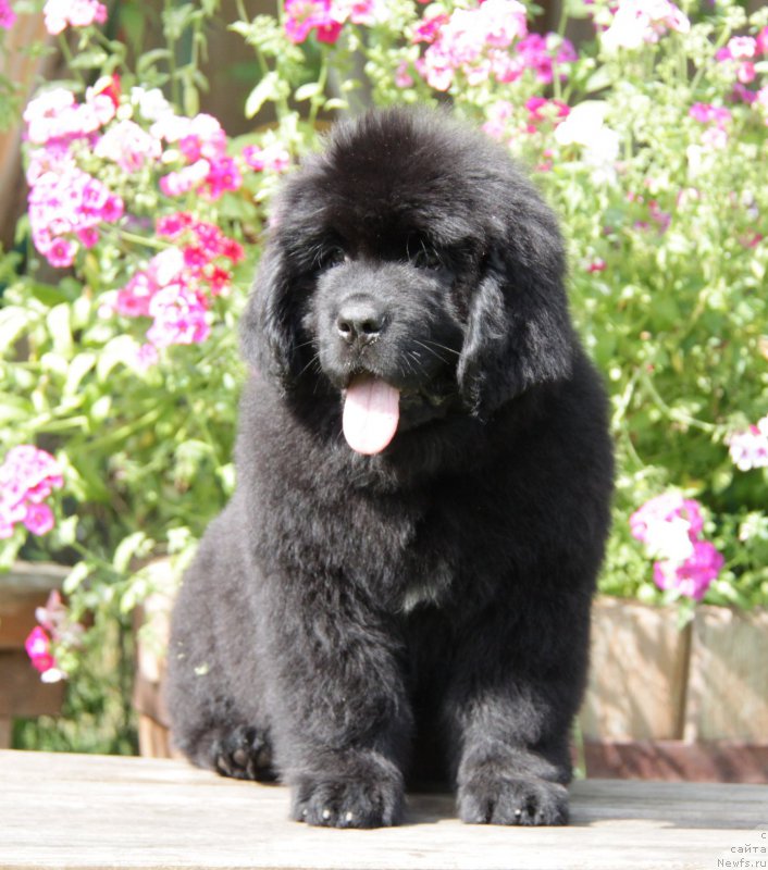 Фото: ньюфаундленд Akvatoriya Kelvin Amazing Vyeyv (Акватория Келвин Амазинг Вэйв)