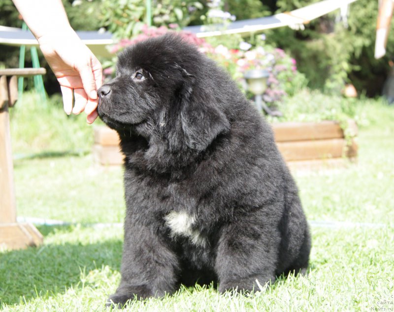 Фото: ньюфаундленд Akvatoriya Kelvin Artistka (Акватория Келвин Артистка)