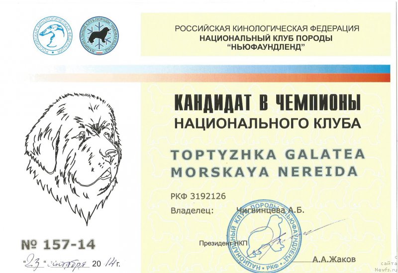 Фото: ньюфаундленд Toptyzhka Galatea Morskaya Nereida (Топтыжка Галатея Морская Нереида)