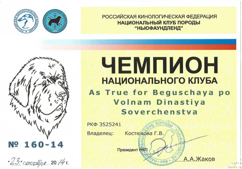 Фото: ньюфаундленд As True for Beguschaya po Volnam Dinastiya Soverchenstva (Аз Труэ Бегущая по Волнам Династия Совершенства)