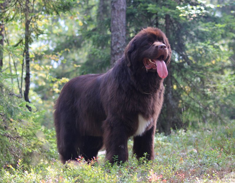 Фото: ньюфаундленд Aquatoriya Kelvin Heather Honey (Акватория Келвин Хизер Хани)